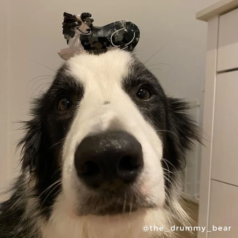 Pince à cheveux Border Collie - Image 4